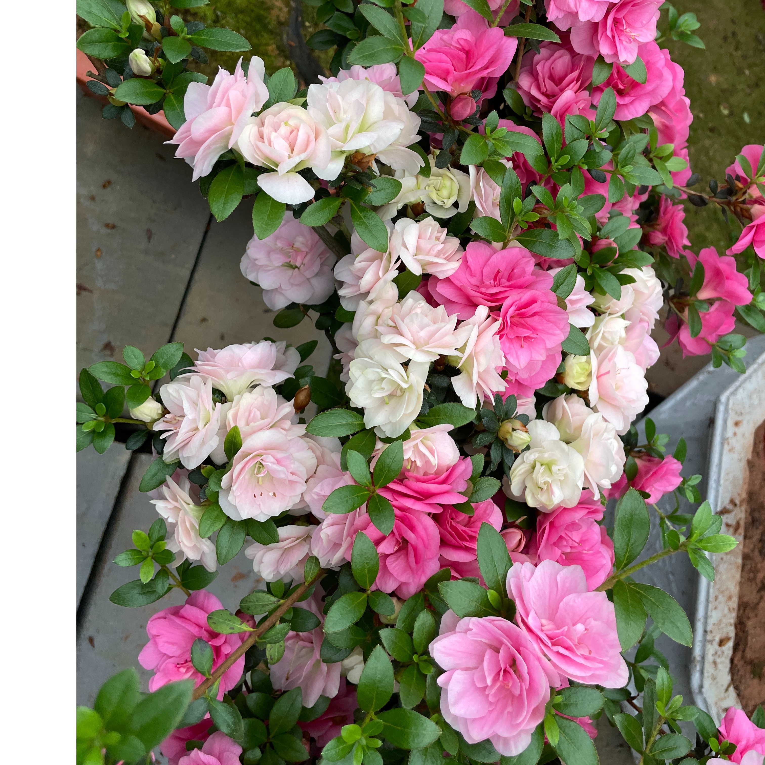 杜鹃花皋月系列鹃之舞室内阳台庭院花园免费嫁接（全场不包邮）