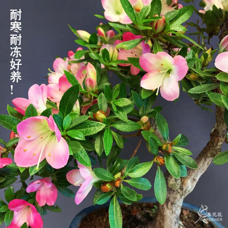 皋月系列花舞鼓杜鹃花耐寒耐热庭院阳台室内夏季开多季绿植盆栽种