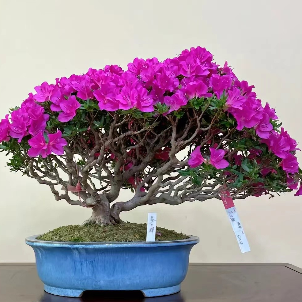 百年老杜鹃盆景老桩植物红色阳台杜鹃花美观庭院百合
