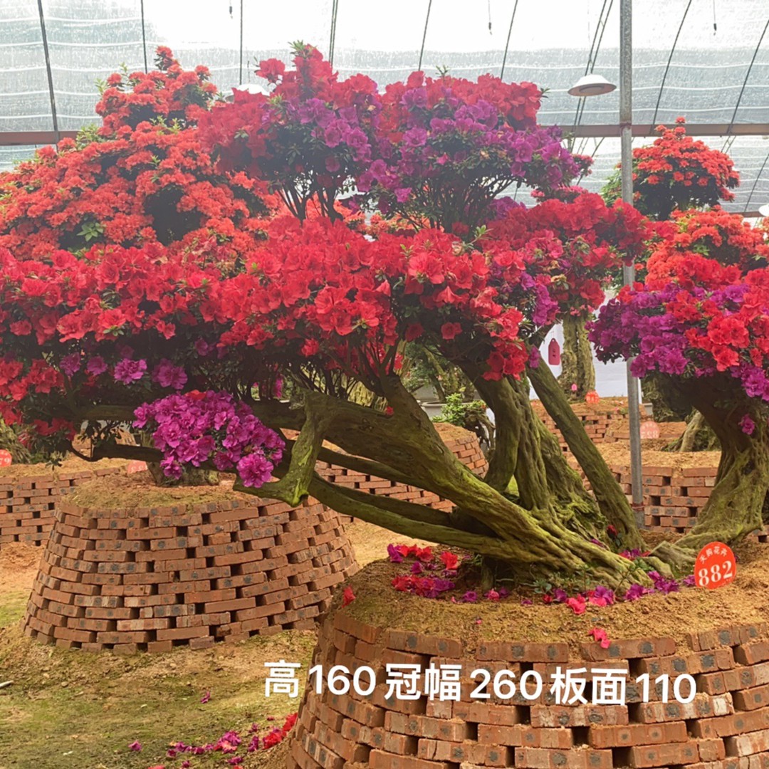 百年老杜鹃罗汉松石楠花夹竹桃盆景老桩映山红大型绿植盆栽紫薇树