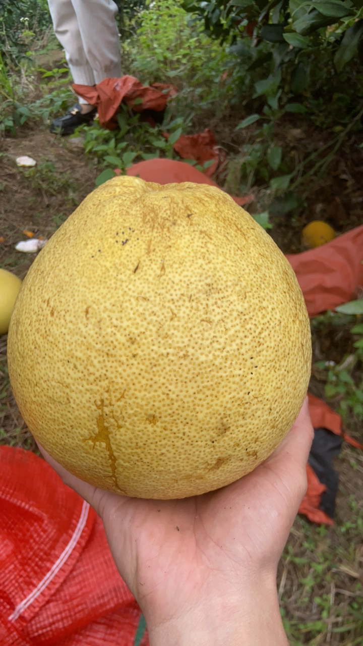 广丰马家柚小果中小果4斤装（正宗江西省上饶市广丰马家柚）