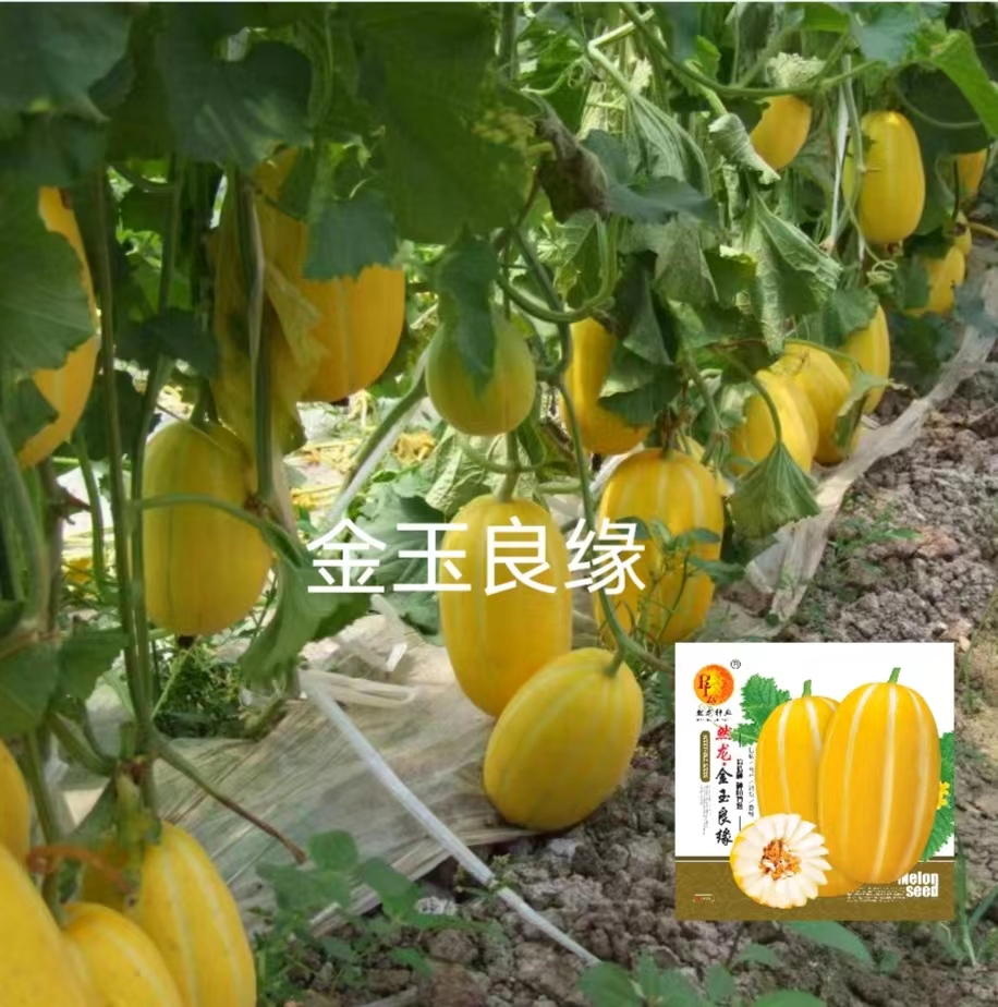 然龙金玉良缘甜瓜种子500粒/袋
