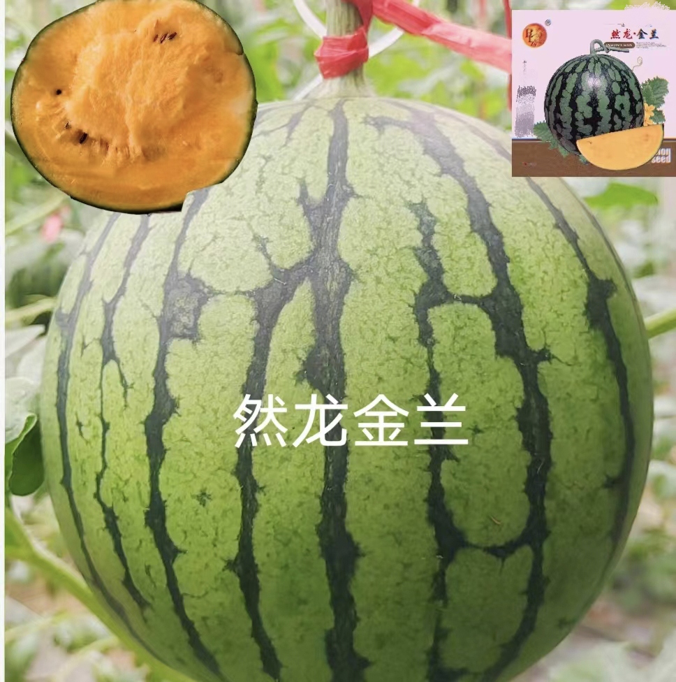 然龙金兰西瓜种子公司200粒/袋黄瓤