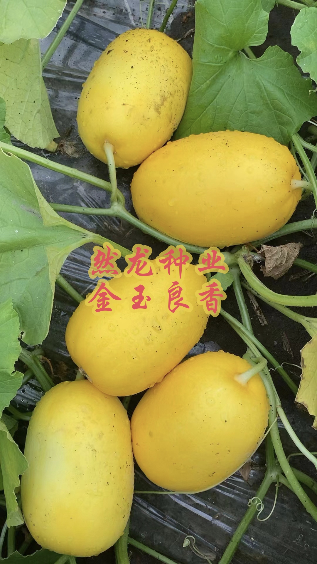 金玉良香薄皮甜瓜种子500粒/袋