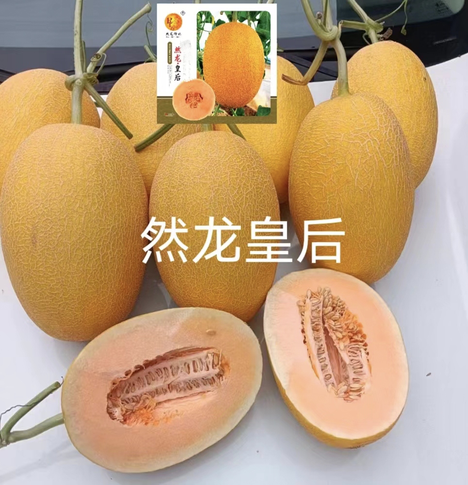 然龙皇后厚皮甜瓜哈密瓜种子200粒/袋