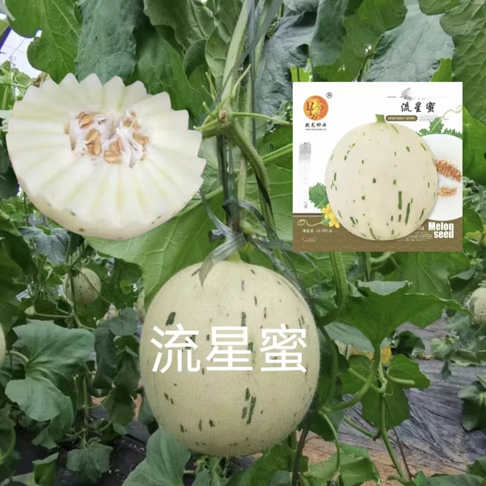 然龙流星蜜厚皮甜瓜哈密瓜种子200粒/袋