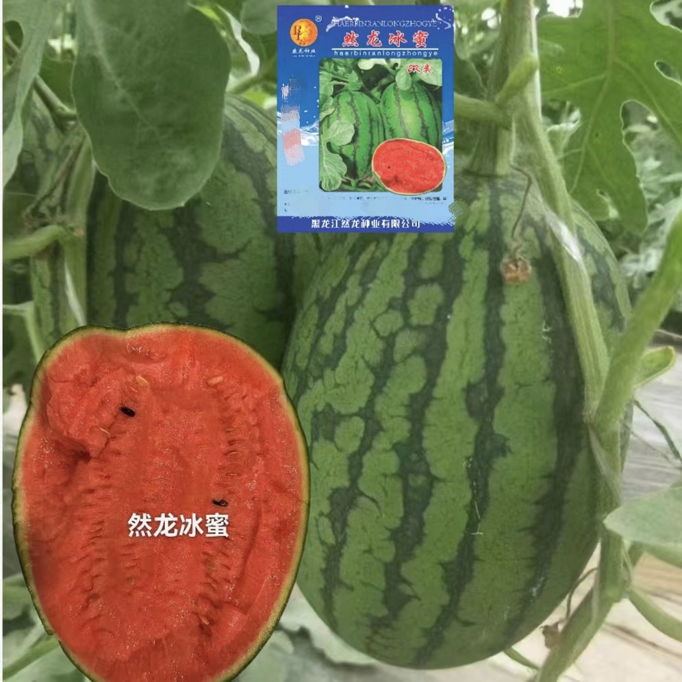 然龙冰蜜2k西瓜种子200粒/袋
