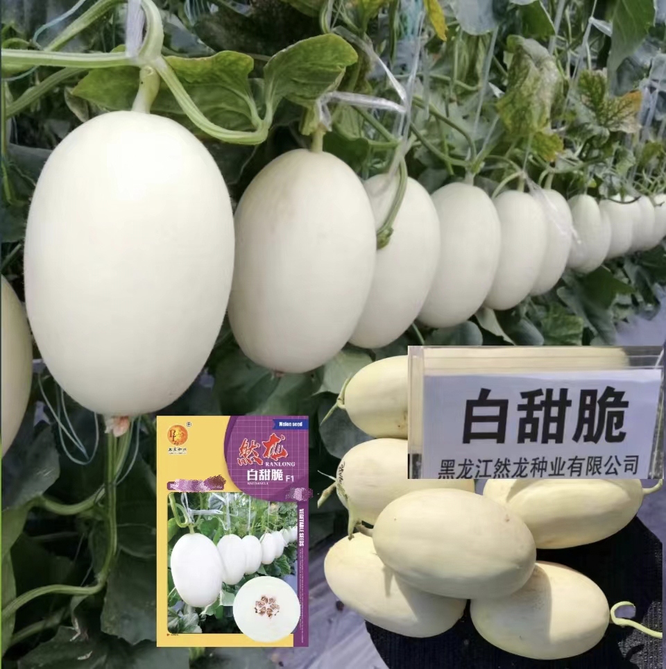 白甜脆厚皮甜瓜种子200粒/袋哈密瓜白皮白肉