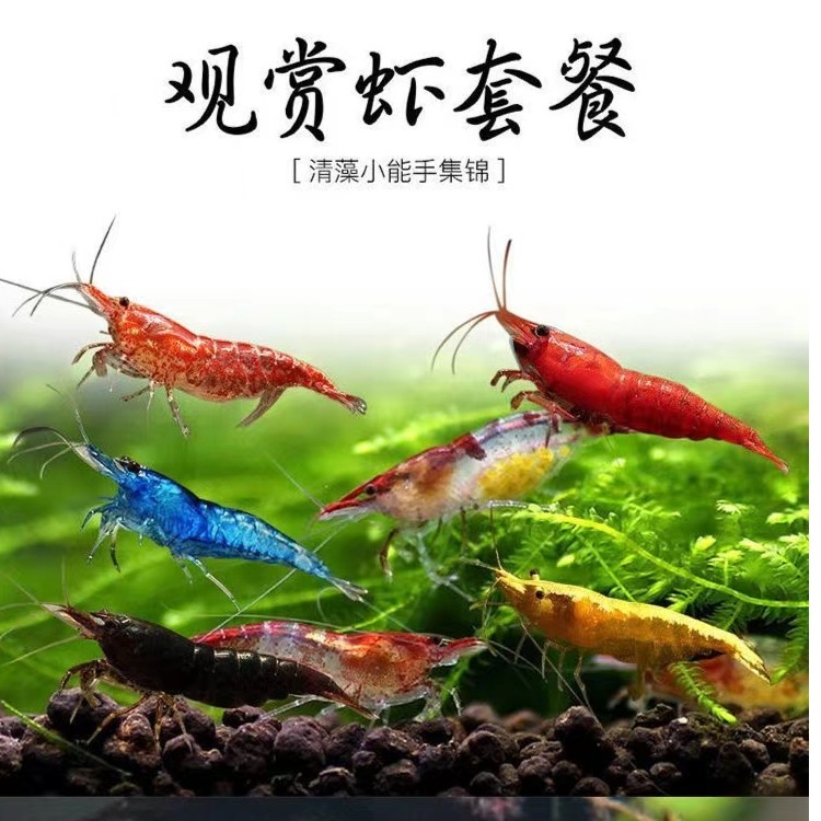 观赏淡水宠物除藻工具水晶清理套餐组合装观赏小鱼养殖观赏虾小型