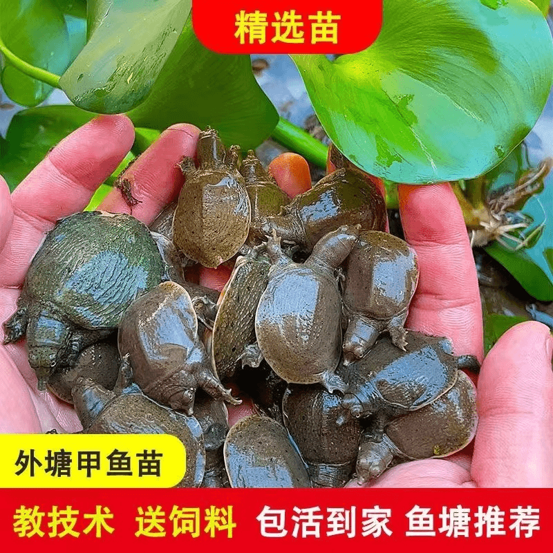 【2-4克真福利100只甲鱼苗】甲鱼苗外塘冷水养殖甲鱼团鱼水鱼苗
