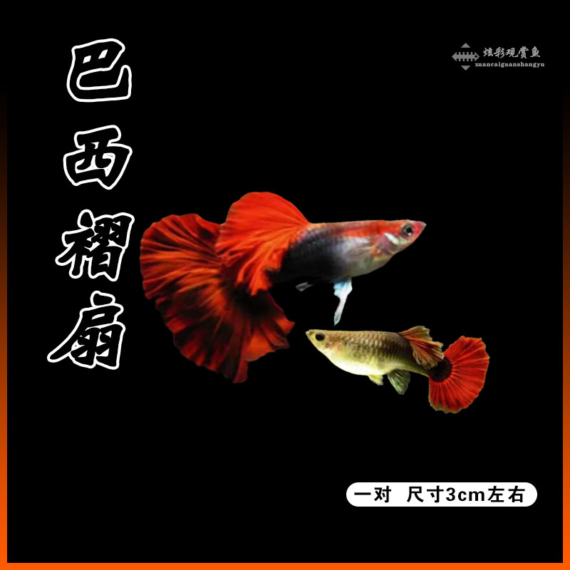孔雀鱼（直播间拼单链接）