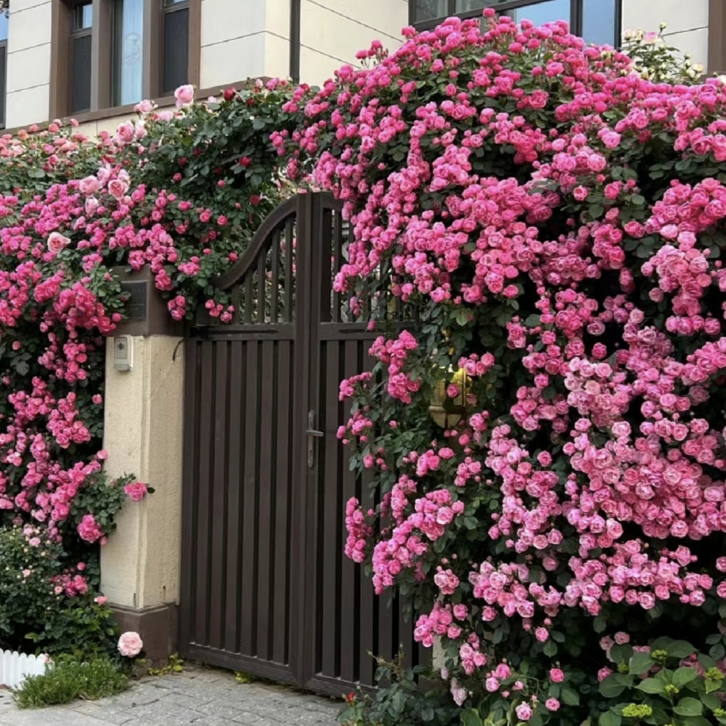 安吉拉 四季爆花机器  爬藤月季蔷薇花苗