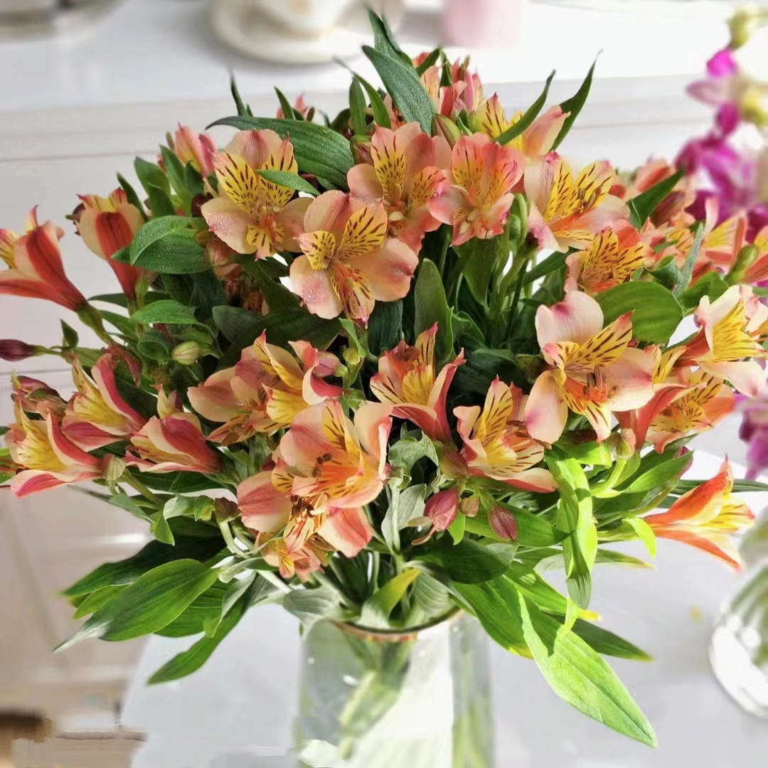 橙色水仙百合六出花鲜切花【2单京东或顺丰】 云南鲜花基地直发