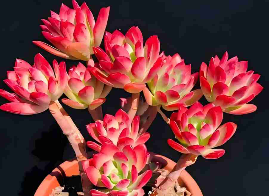 红稚莲多肉盆栽（高）