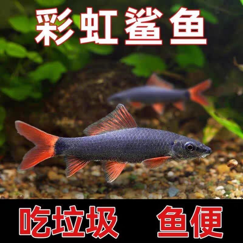 彩虹鲨粉红鲨红鳍鲨清洁鱼工具鱼除藻鱼清道夫老鼠鱼鱼缸清洁工