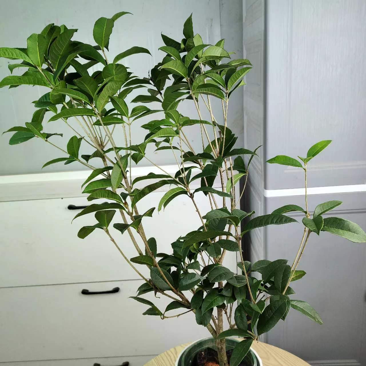 小桂花四季桂