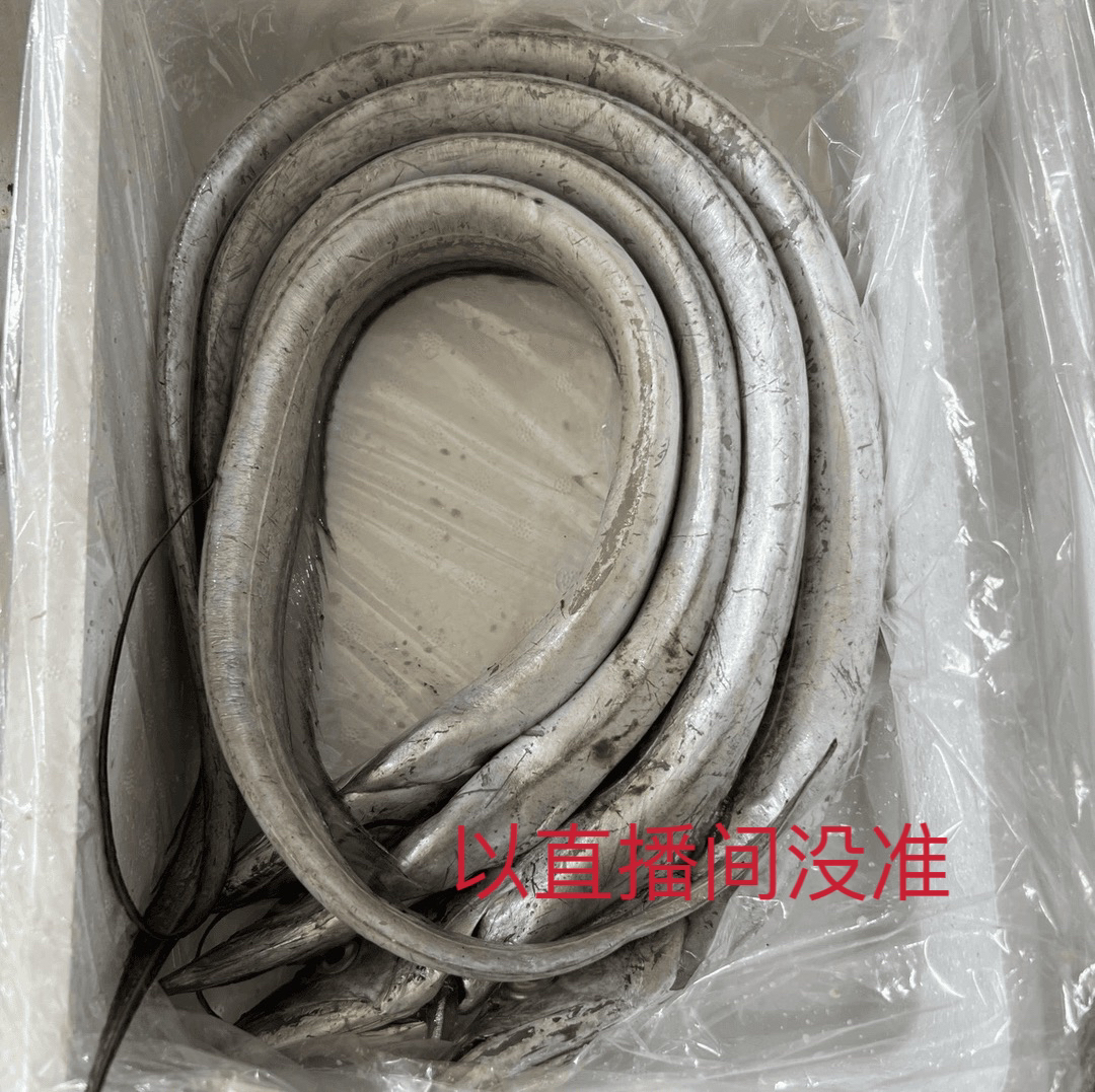 大连 渤海野生刀鱼（顺丰包邮）（易破肚，介意勿拍）