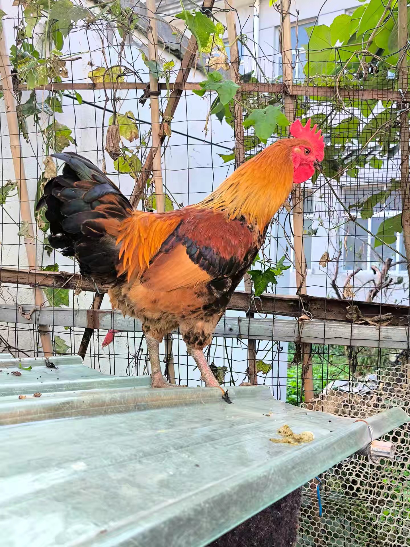 农家散养五彩土鸡