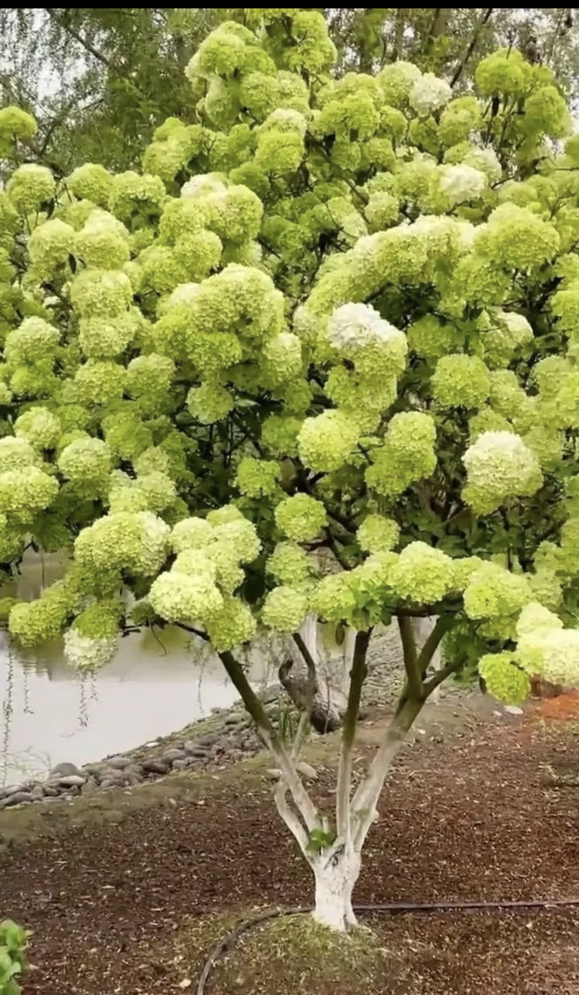 【九亩花田】中华木绣球小扦插苗 原盆原土发货