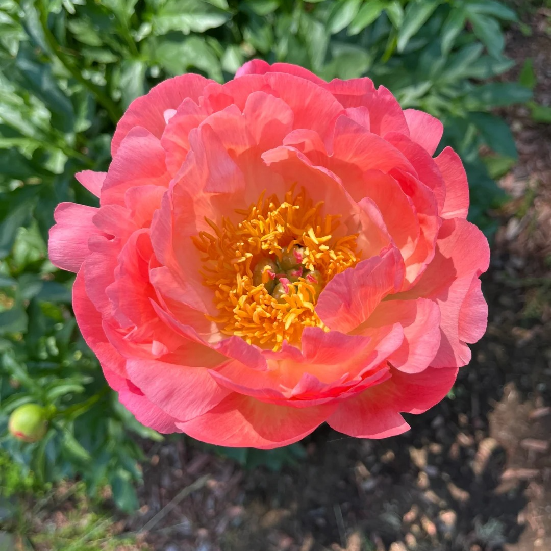 【珊瑚落日】芍药花苗抗寒进口重瓣芍药根苗带芽基地现挖直发
