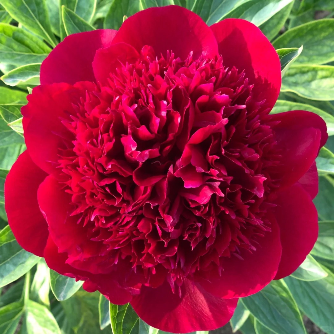 【红色魅力/女巫】裸根重瓣芍药庭院阳台地栽盆栽耐寒观赏草本