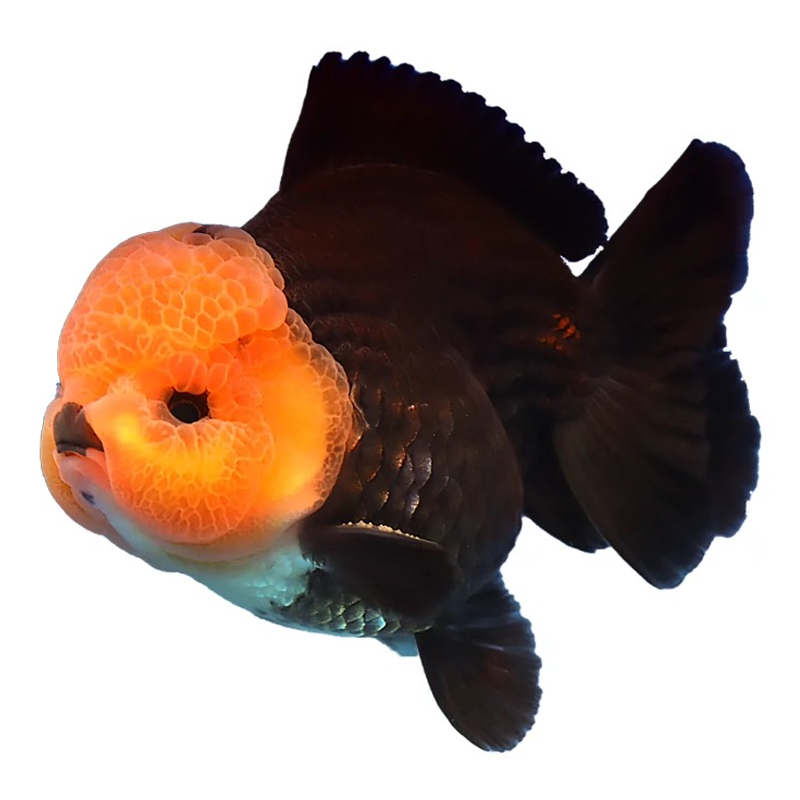 【福利包邮】精品玛丽泰狮三色黑白熊猫小鱼苗尺寸5-7cm