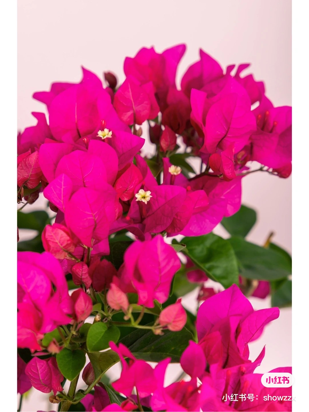 芊菡----云南紫三年苗三角四季开花花室内室外四季开花容易成活