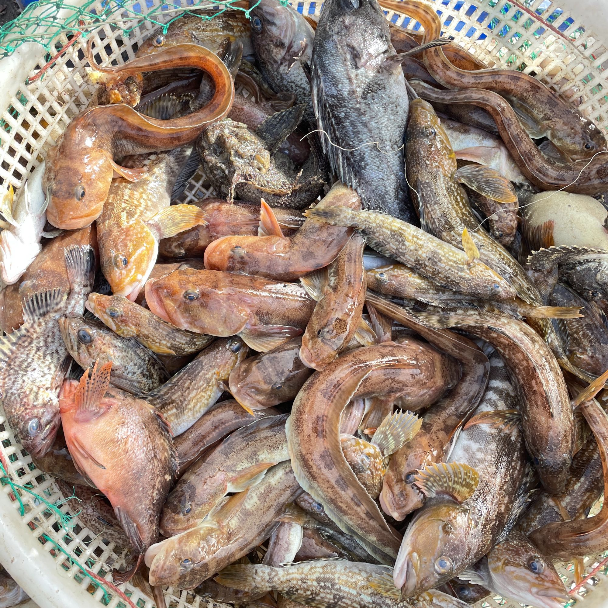 大杂拌鱼 128（9）