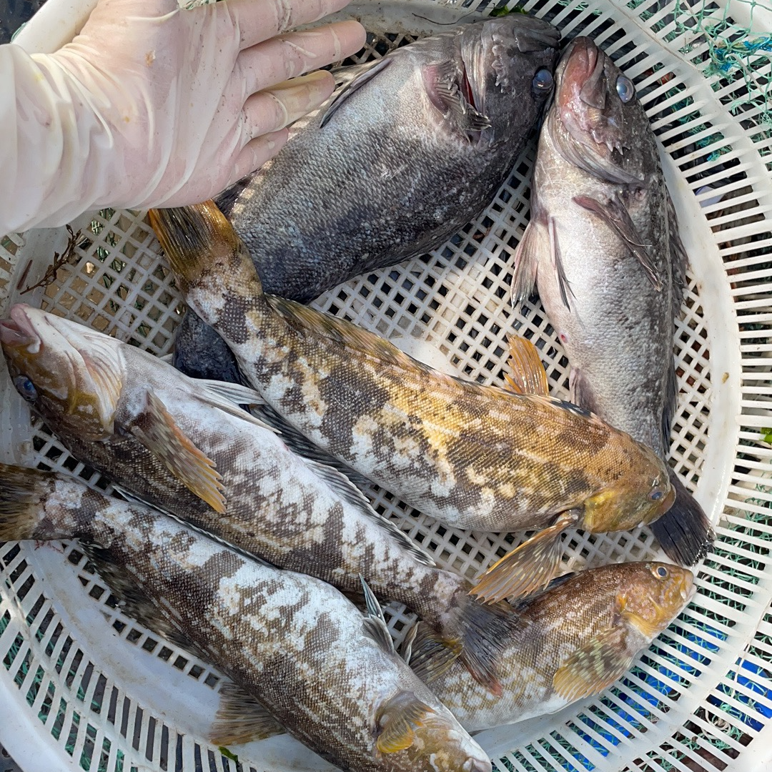 110 黄鱼、六线鱼4斤顺丰冷链包邮