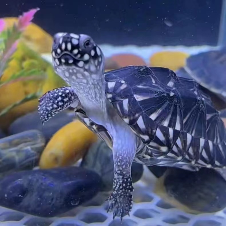 直播间链接 观赏宠物龟 杂食龟 好养快大 草龟 火焰 南石 地图龟