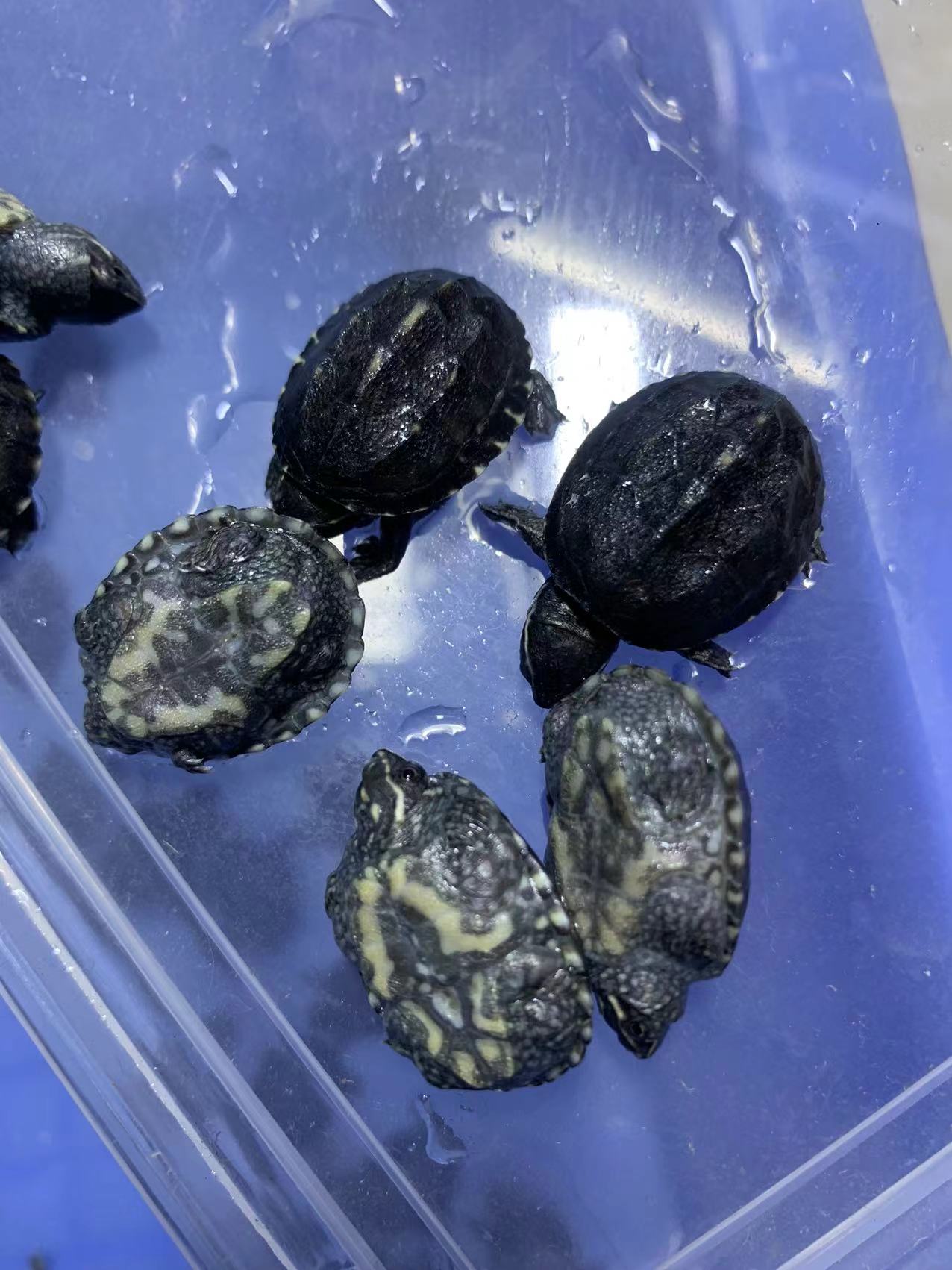 麝香小苗子，亚成 健康全品全品，观赏龟 直播间链接