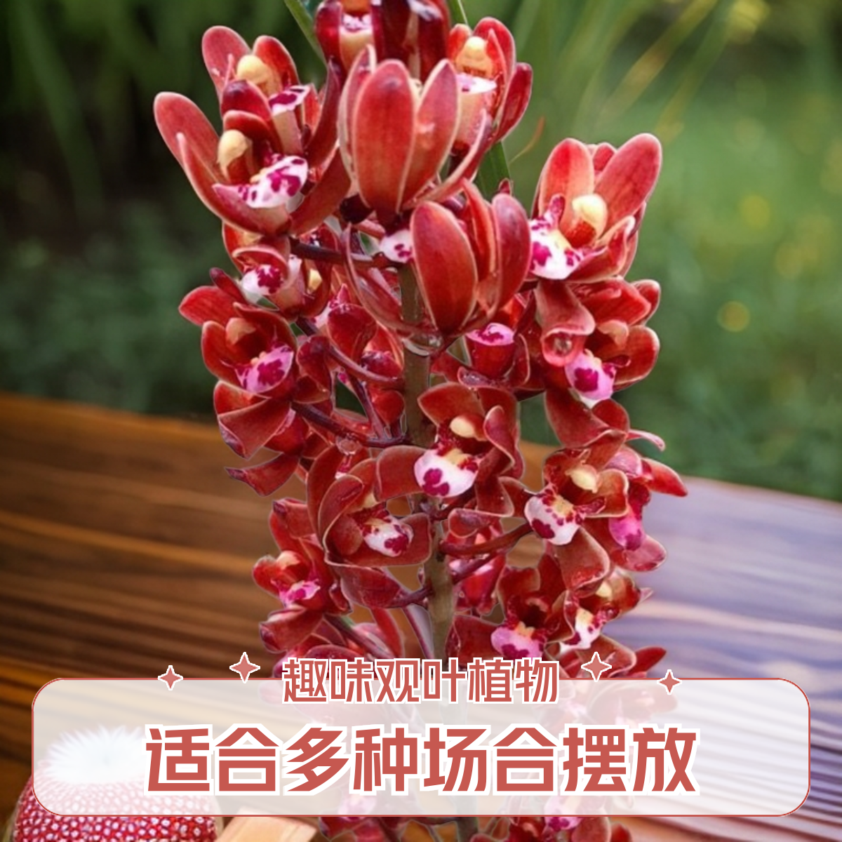 蜜蜂兰盆景草，一物一拍，颜色鲜艳漂亮是一款不可多得的好花