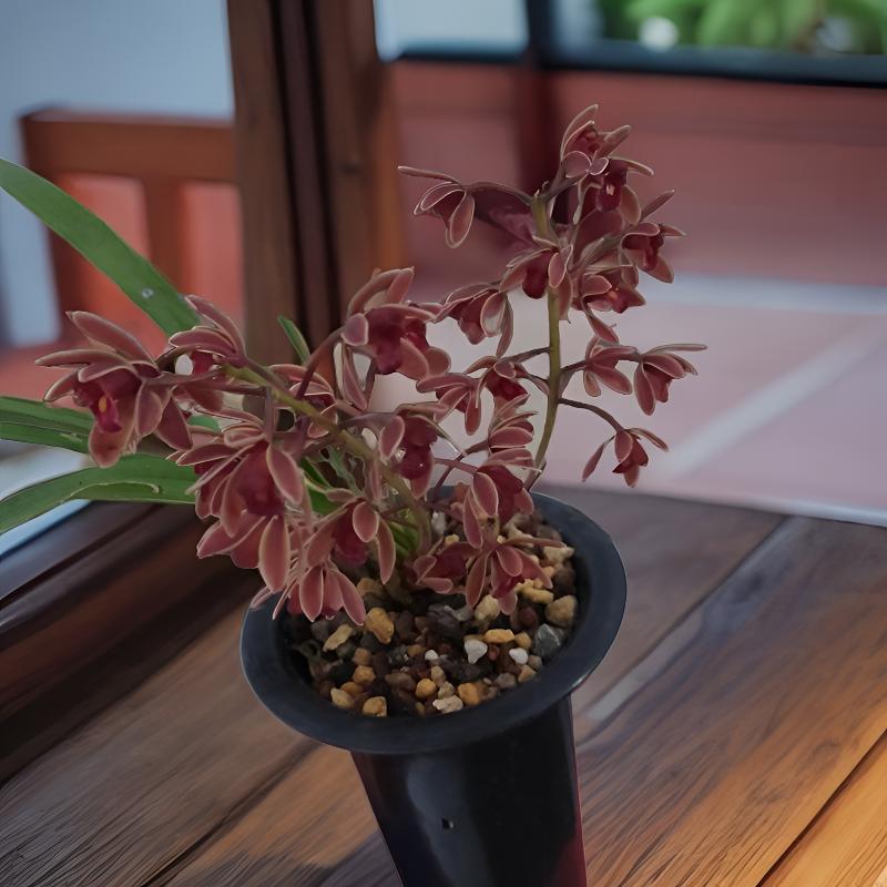 蜜蜂兰盆景草，颜色靓丽多彩，花开红色为主，一杆多花，花期2至4月份