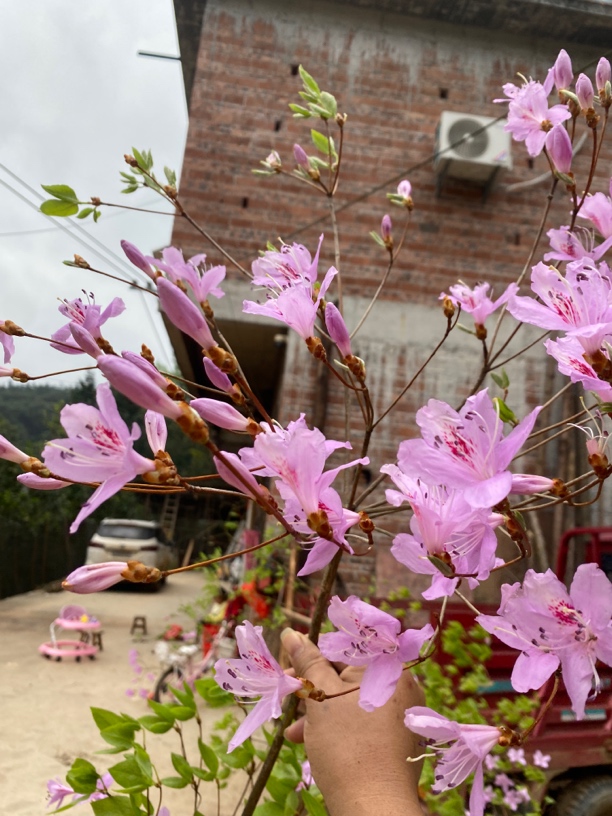 紫色杜鹃花，花开3月至4月份