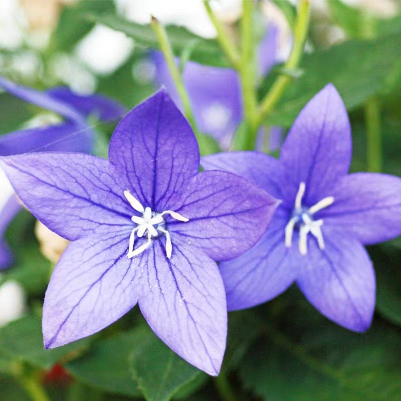 中华桔梗盆栽花带花苞五星铃铛花室内阳台庭院好养花卉多年生