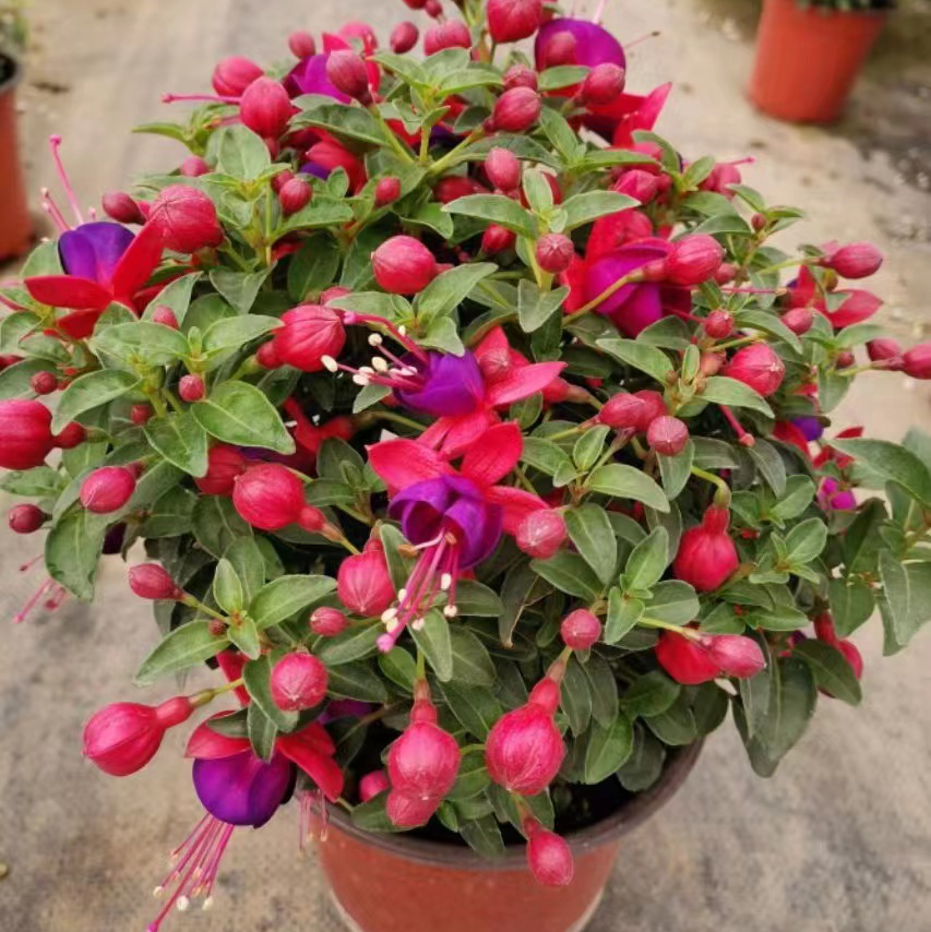 倒挂金钟红皮紫心灯笼花网红经典款四季开花盆景花