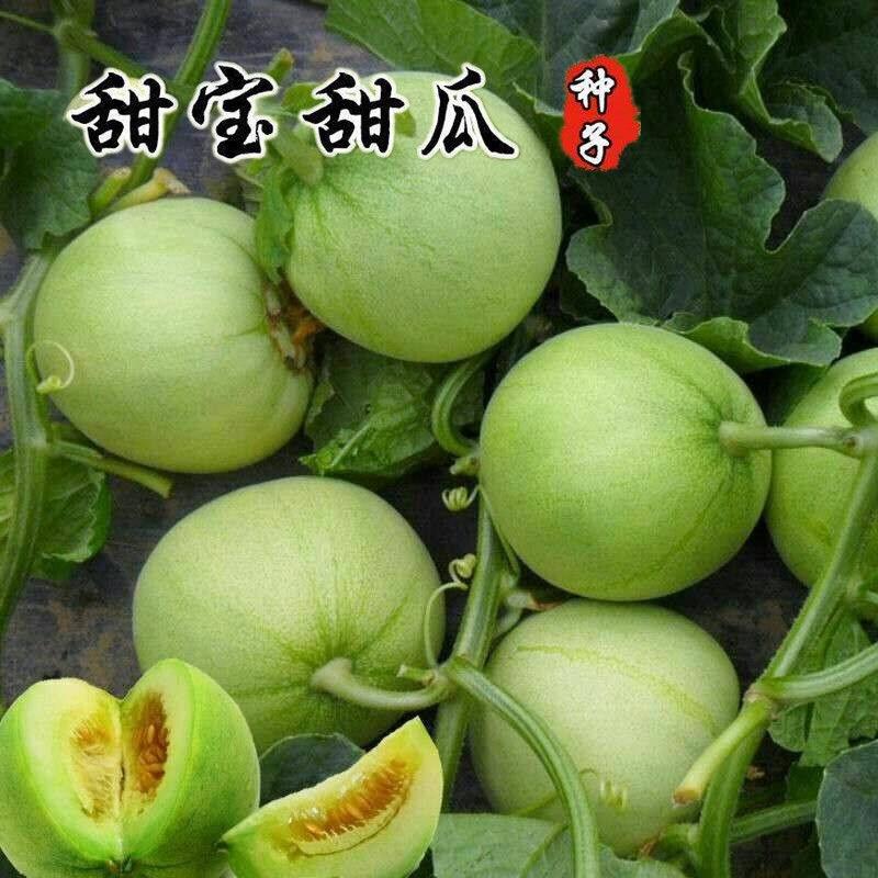 【全店满五包包邮】冰糖甜宝甜瓜种籽水果种子香瓜籽蔬果种子
