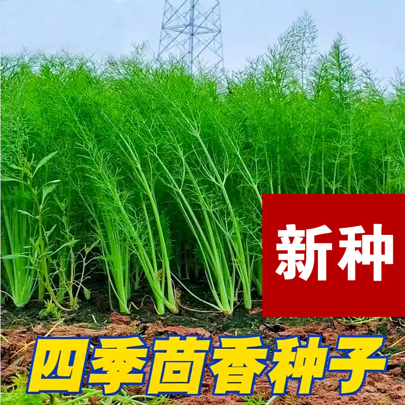 【全店满五包包邮】茴香种子多次采收割茬小叶茴香种籽四季种植谷