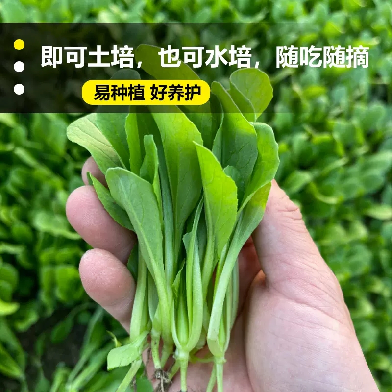 【全店满五包包邮】四季鸡毛菜耐寒速生小白菜小青菜小油菜盆栽庭