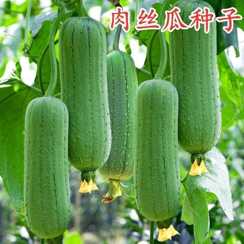 【全店满五包包邮】香嫩肉丝瓜种子肉嫩老品种丝瓜庭院蔬果种子