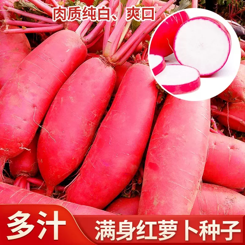【全店满五包包邮】大红袍萝卜种子脆爽泡菜凉拌生吃红皮白肉萝卜