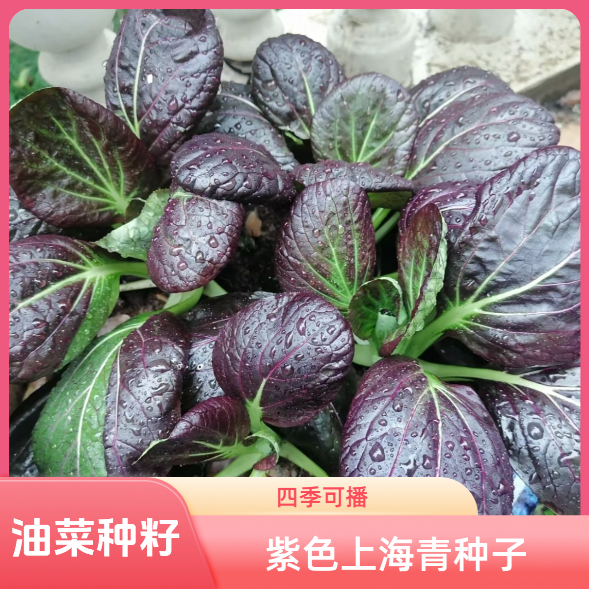 【全店满五元包邮】紫色上海青种子油菜四季播种阳台蔬菜种子