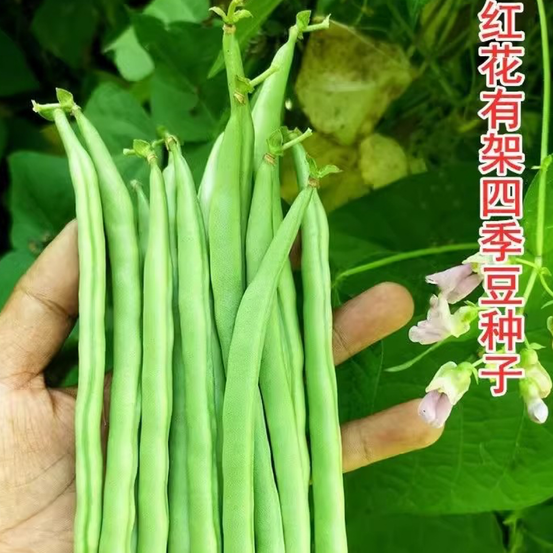 【全店满五包包邮】红花白荚玉豆种籽四季豆种子蔬菜种子