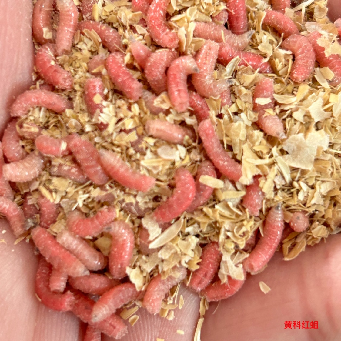 红蛆虫钓鱼饵鲜活饵料腥香浓郁鲫鱼马口溪流钓鱼必备