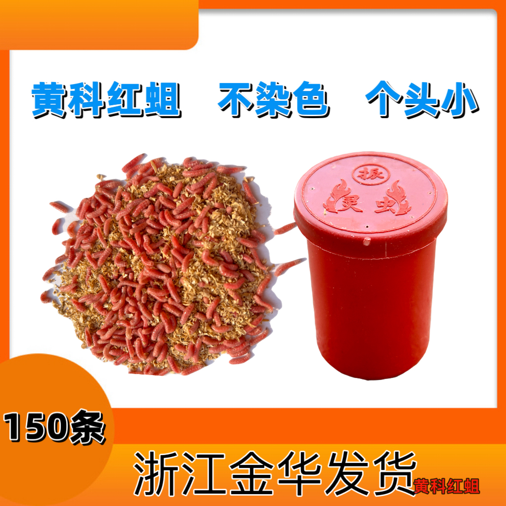 石斑马口白条溪流鱼金华红蛆150条个小耐活溪流钓专用鱼饵红蛆虫
