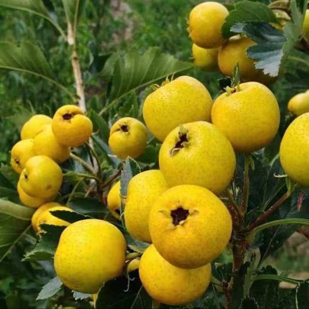 3年苗 纯甜黄山楂