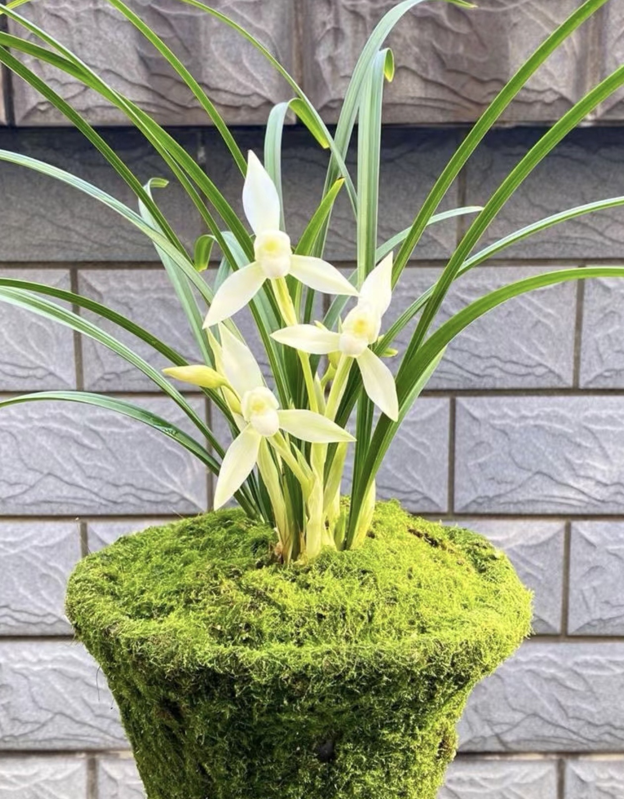 阿森兰苑一物一拍