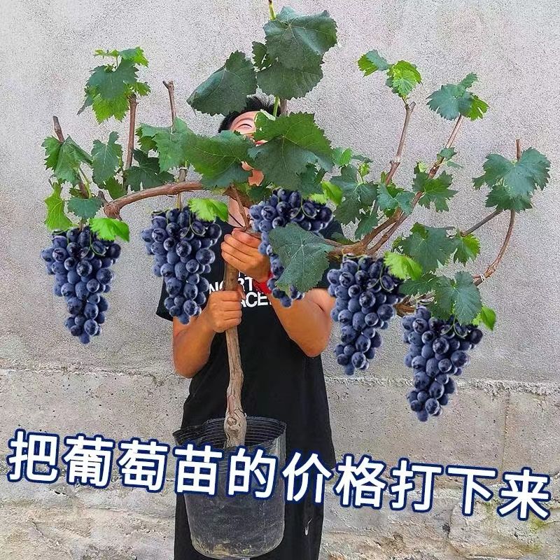 嫁接红提葡萄苗盆栽地栽大苗爬藤葡萄树苗南北方四季种植当年结果