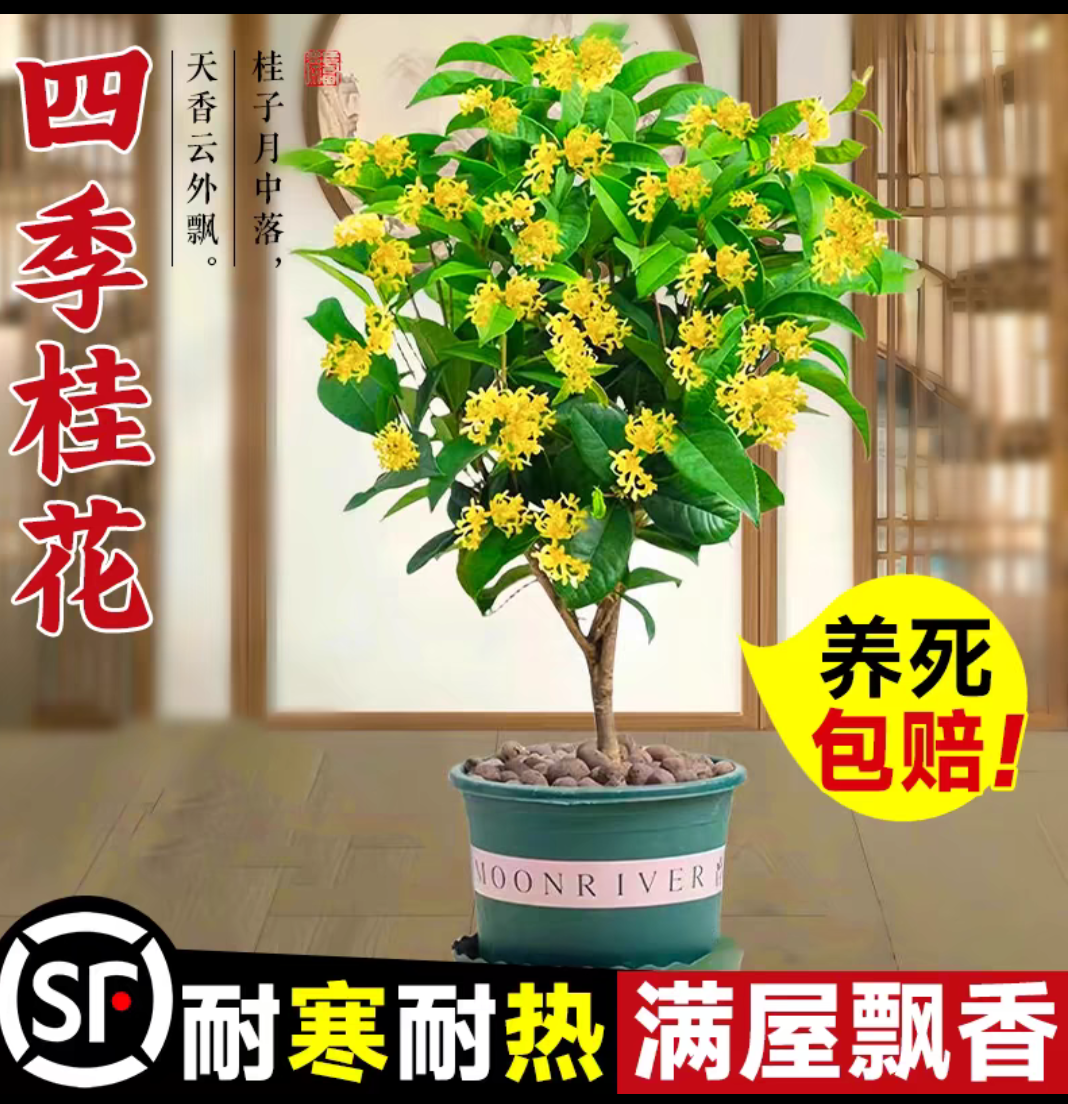 桂花树苗四季桂盆栽室内花卉植物金桂丹桂庭院大树浓香型绿植开花