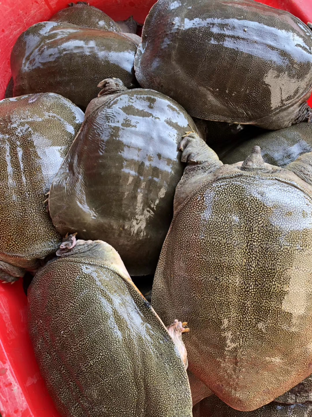 十年外塘散养仿野老甲鱼 福利品微瑕